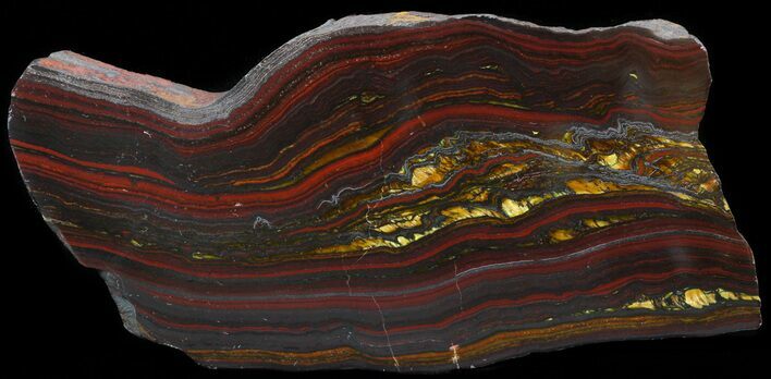 Polished Tiger Iron Stromatolite - ( Billion Years) #42573